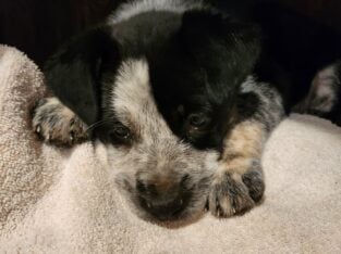 Boxer heeler mix pup 4