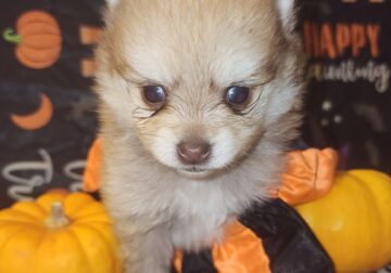 Purebred Pomeranians