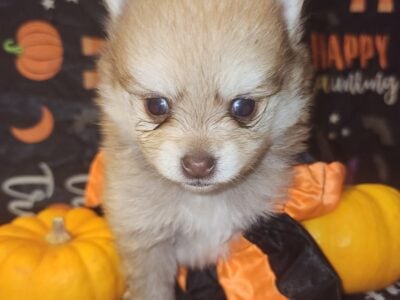 Purebred Pomeranians