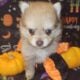 Purebred Pomeranians