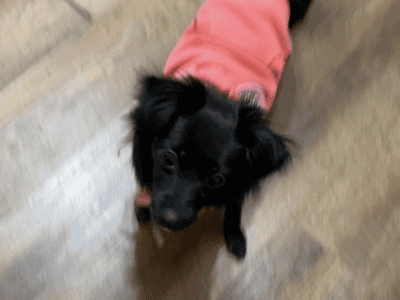 Chihuhua 3 year old