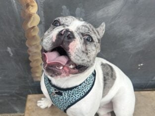 French Bulldog