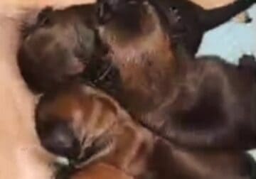 Frenchie Pups