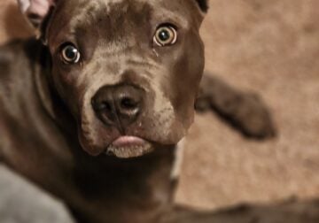 Frenchie mix