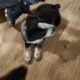 Boxer heeler mix pup 4