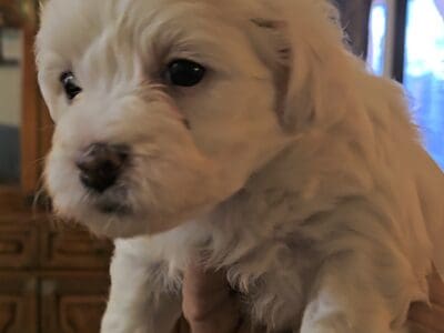 Maltese Puppy For Sale