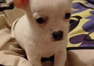 White with minimal black spotted Female Chihuahua