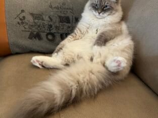 Siberian Cat