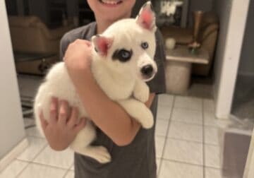 Siberian Husky pups need rehoming