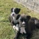 50% European Boxer puppies