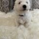 Bichon Frise
