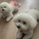 Bichon Frise