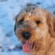 Scout —F1 Mini English Goldendoodle