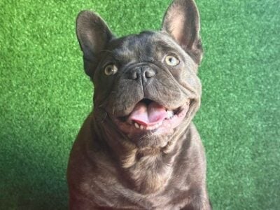 AKC Female French Bulldogs