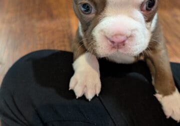 Boston Terrier Puppies