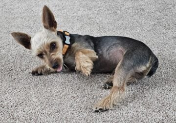 2 Male Yorkies
