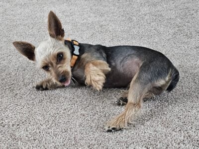 2 Male Yorkies