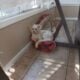 Dog needs home