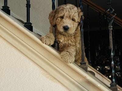 Golden doodle Puppy