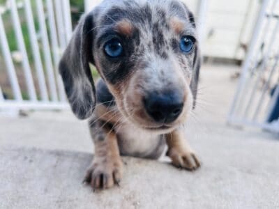 Blue (Silver) & Tan Dapple F Miniature Dachshund