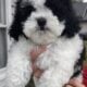 Gorgeous little Shih-poo female