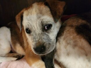 Boxer heeler mix pup 2