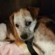 Boxer heeler mix pup 2