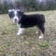 Mini American/ Australian Shepherd Puppy