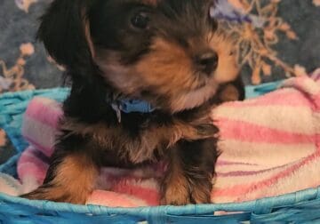 NAPR REGISTERED YORKIES