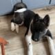 North Country Akitas