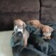 Pitbull/ blue tick pups