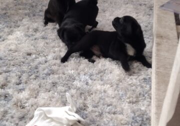 Pug Pomeranian puppies