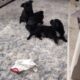 Pug Pomeranian puppies