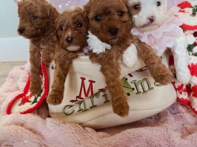 Toy Cavapoo Puppies F1BB