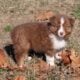 “Dot” Myka’s red tri female