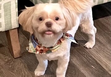 Male Shih-tzu