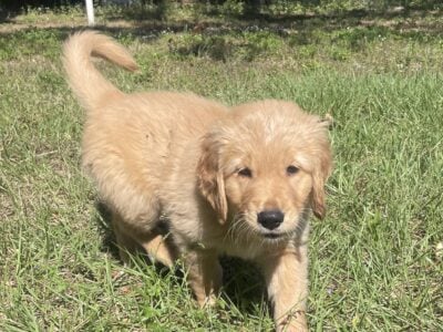 Golden Retriever