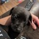 WailerDane puppies