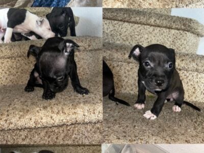 American Bullies looking for a forever home.