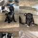 American Bullies looking for a forever home.