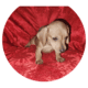 Doxie puppies