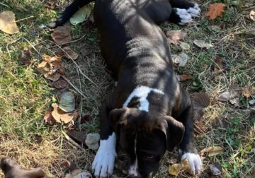 Puppies for sale 2 female 2 male