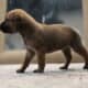 Cane Corso puppies ready for their new home!