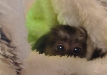 Baba Pygmy marmosets