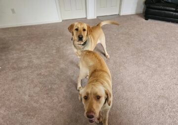 2 year old lab