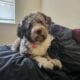 Red Merle Aussiedoodle