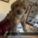 Golden doodle Miniature Poodle Puppies