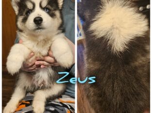 Siberian husky puppies