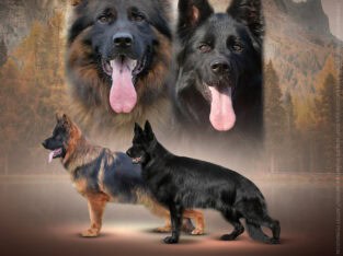 High Quality Long Coat German Shepherds