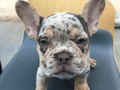 French bulldog pups